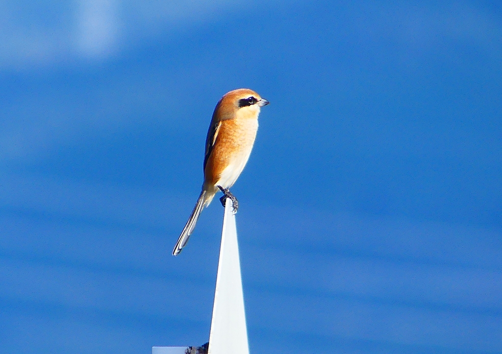 P1370368：モズ（オス）_R