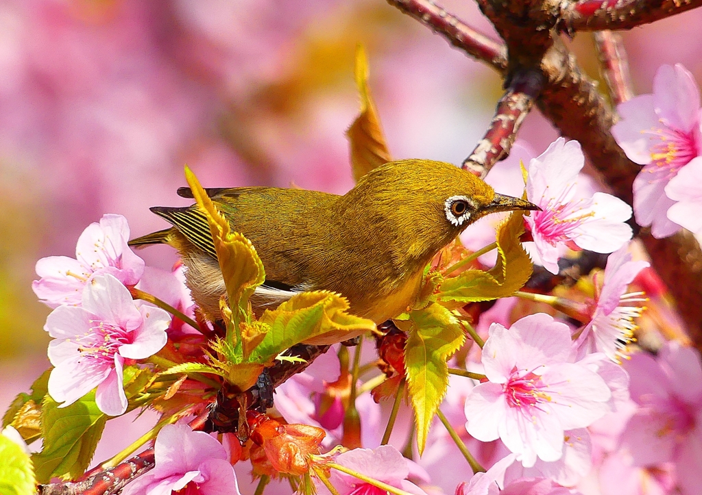 P1890529：河津桜にメジロ_R