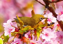 P1890529：河津桜にメジロ_R