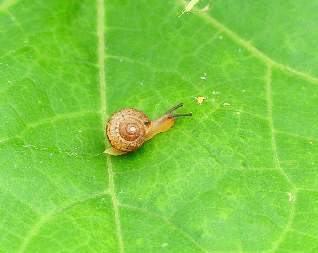 P4340586：カタツムリ_R