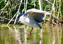 P2010869：ゴイサギ_R
