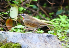 P1350687：ノゴマ（オス）_R