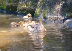 P2020370：マガモ親子_R