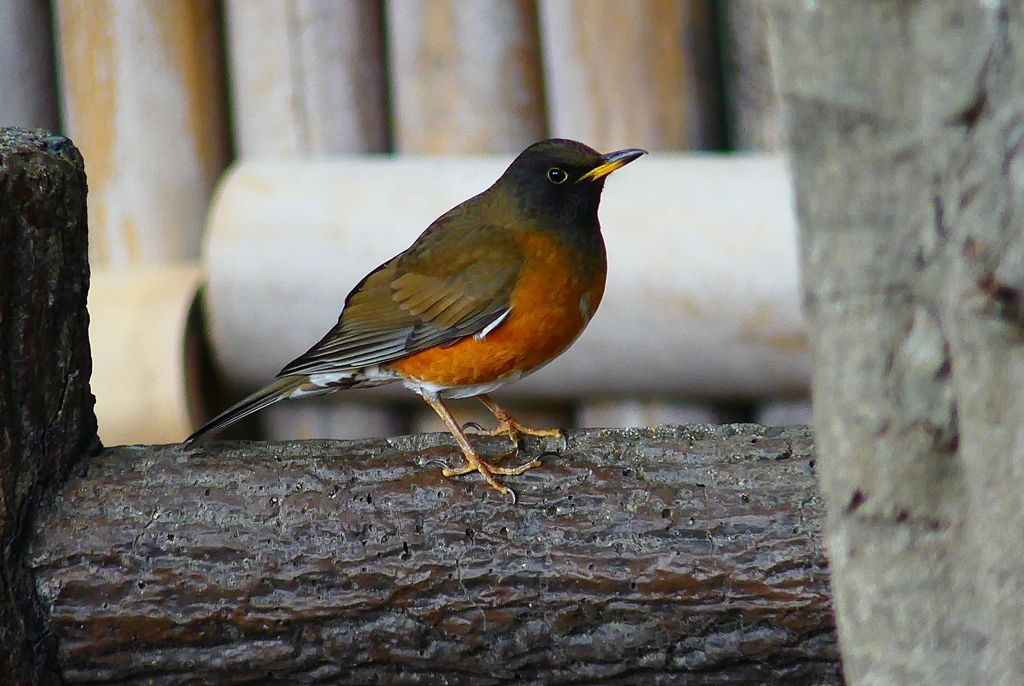 P4720154：オオアカハラ（オス）_R