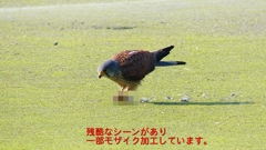 P1990070：チョウゲンボウ-13_R