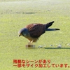 P1990070：チョウゲンボウ-13_R