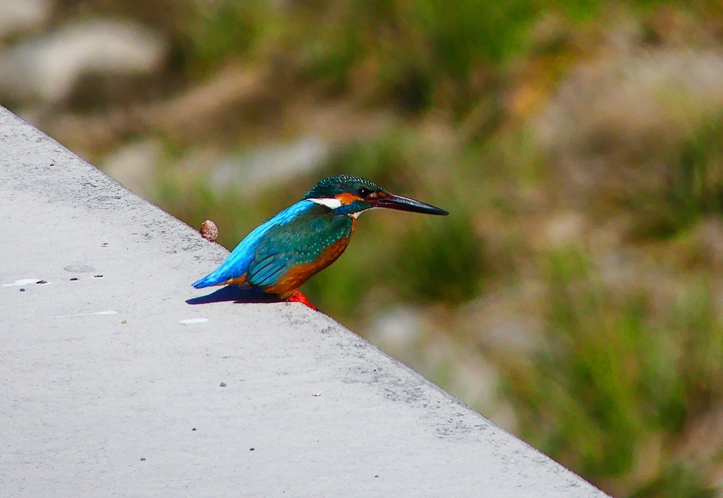 P4780715：カワセミ（オス）_R