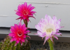 P1160645：サボテンの花_R