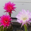 P1160645：サボテンの花_R