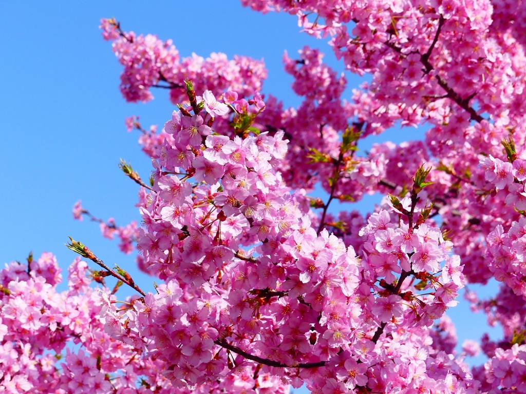 P3900780：河津桜_R