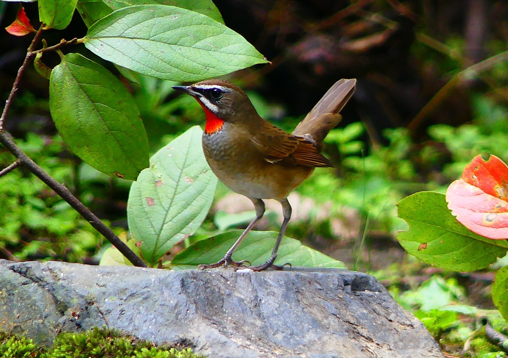 P1340565：ノゴマ（オス）_R