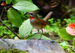 P1340565：ノゴマ（オス）_R
