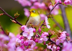 P1870067：河津桜にメジロ_R