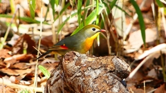 P1840007：ソウシチョウ-22_R