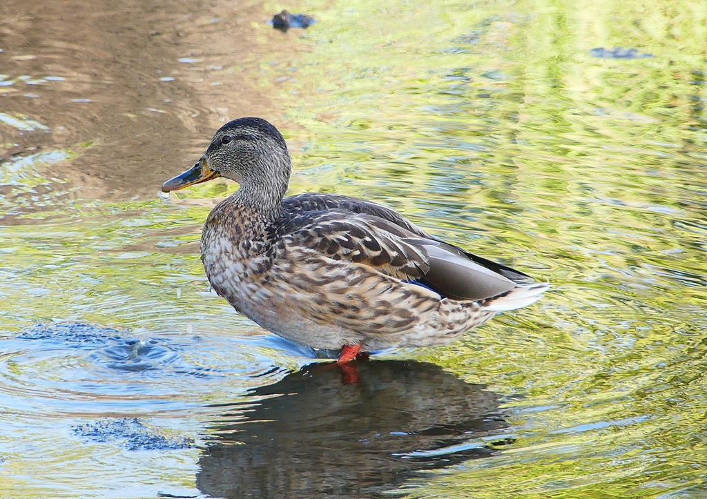 P1220172：マガモ_R