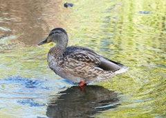 P1220172：マガモ_R