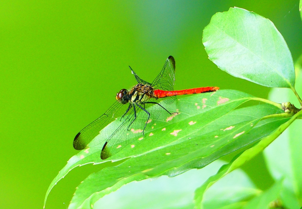 P1080299：リスアカネ_R