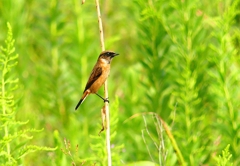 P4350617：ノビタキ_R
