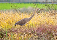 P1400604：ムラサキサギ_R