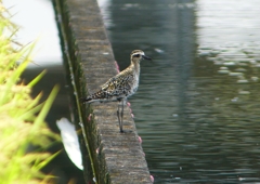 P1200455：ムナグロ_R