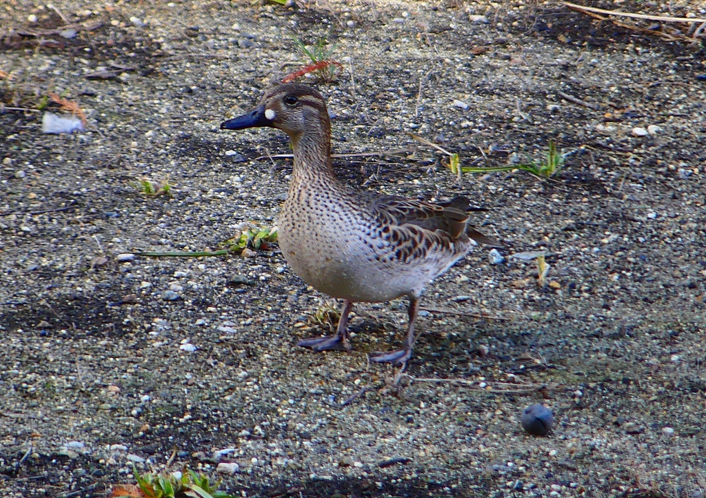 P1700528：トモエガモ_R