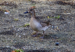 P1700528：トモエガモ_R