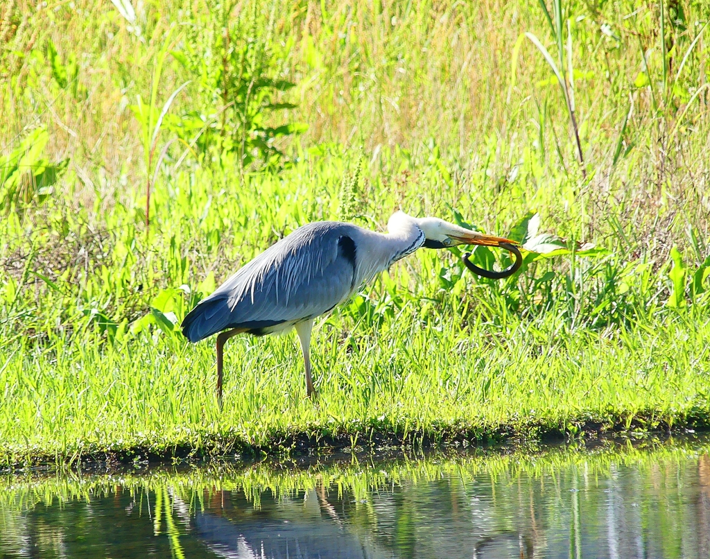 P4160113：タウナギを飲み込むアオサギ_R