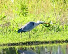 P4160113：タウナギを飲み込むアオサギ_R