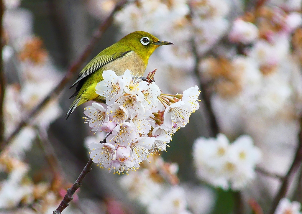 P4840648：桜にメジロ_R