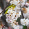P4840648：桜にメジロ_R