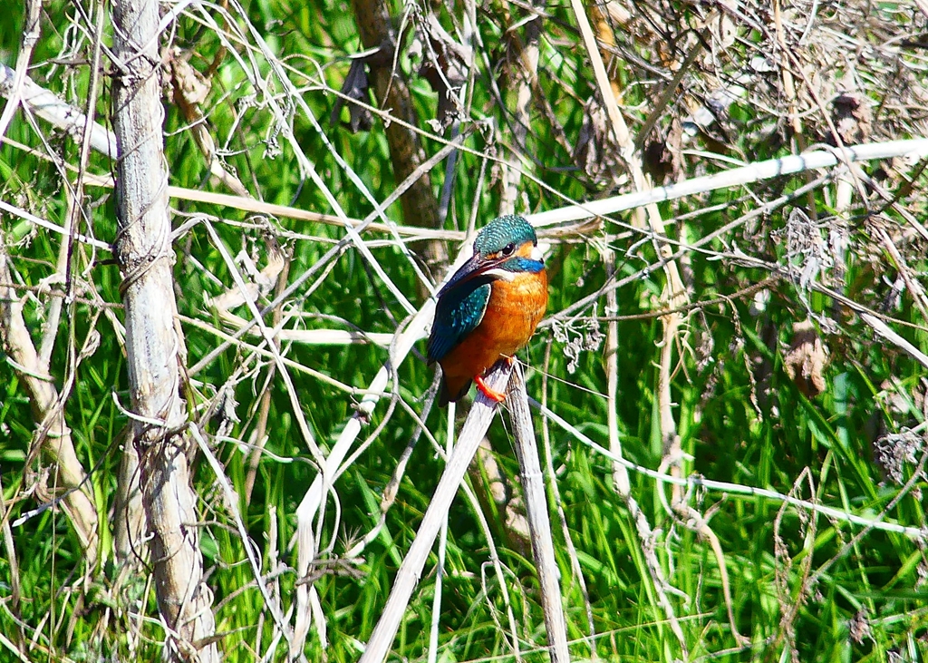 P4780730：カワセミ（オス）_R