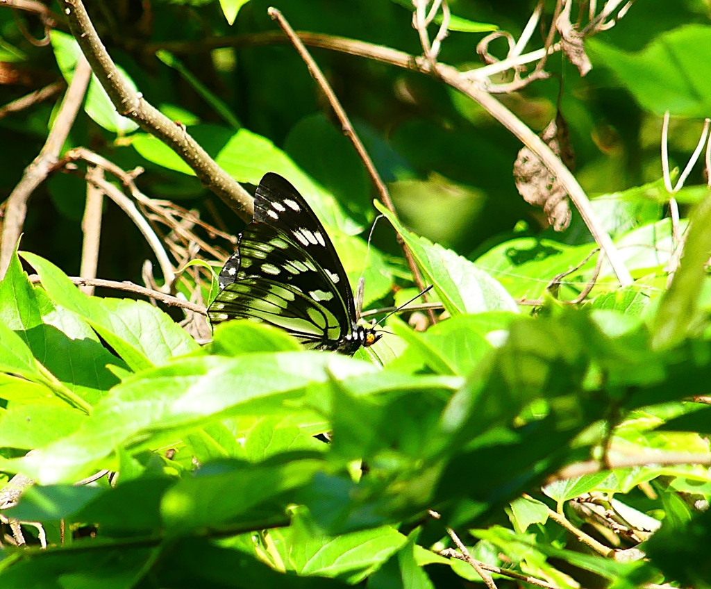 P4100177：ゴマダラチョウ_R