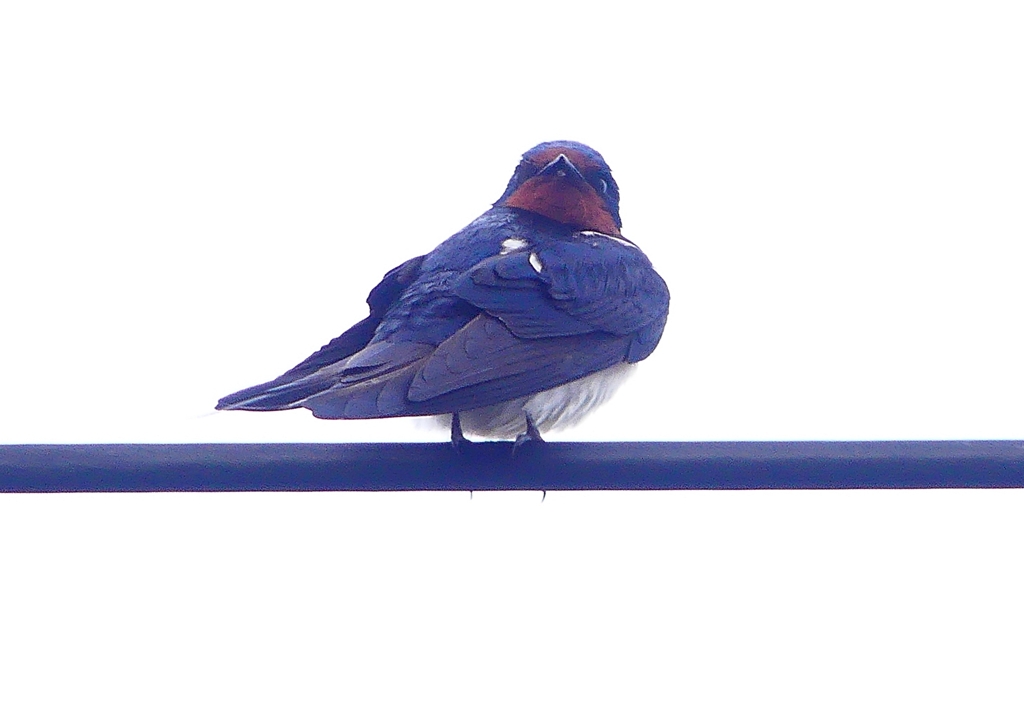 P1900098：ツバメ17_R