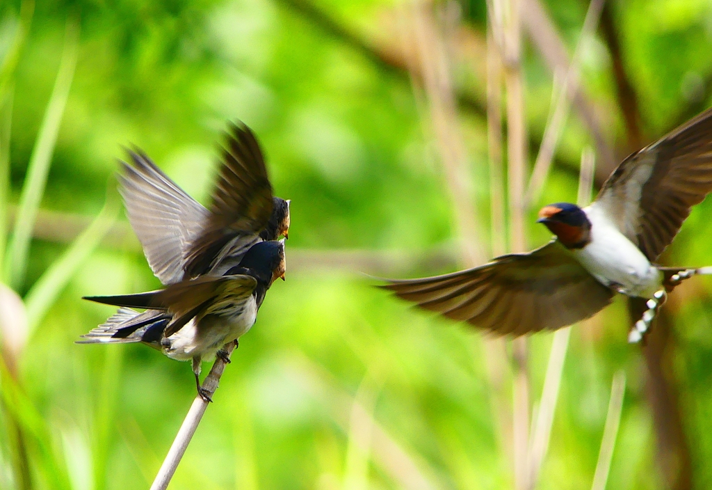 P1010302：ツバメ（幼鳥）_R