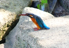 P1280544：カワセミ（メス）_R