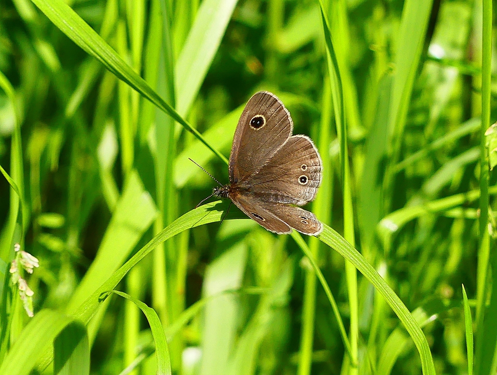 P4050679：ヒメウラナミジャノメ_R