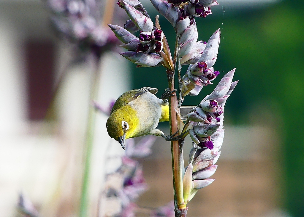 P1020073：メジロ_R