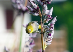 P1020073：メジロ_R