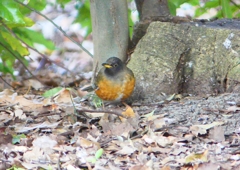 P1770717：オオアカハラ_R