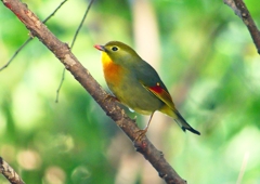 P1370254：ソウシチョウ_R