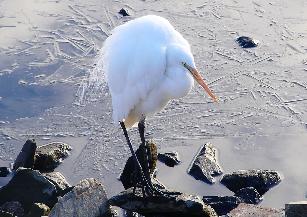P1620128：ダイサギ_R
