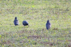 P4500067：ホシムクドリ_R
