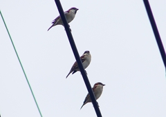 P1400241：ニュウナイスズメ_R