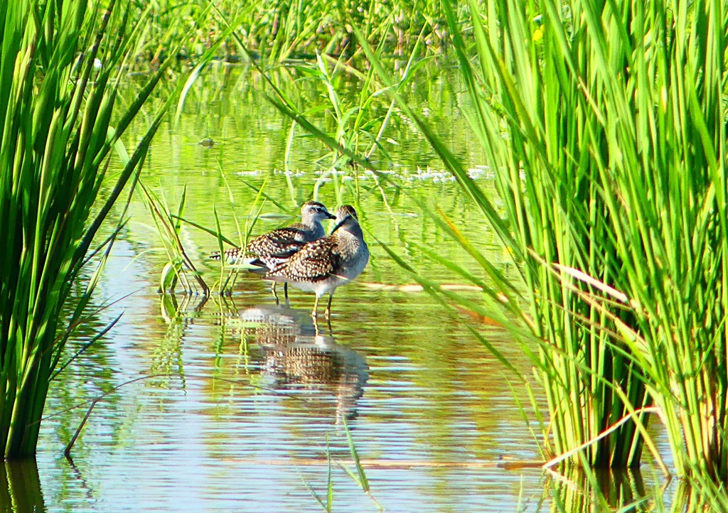 P1150710：タカブシギ_R