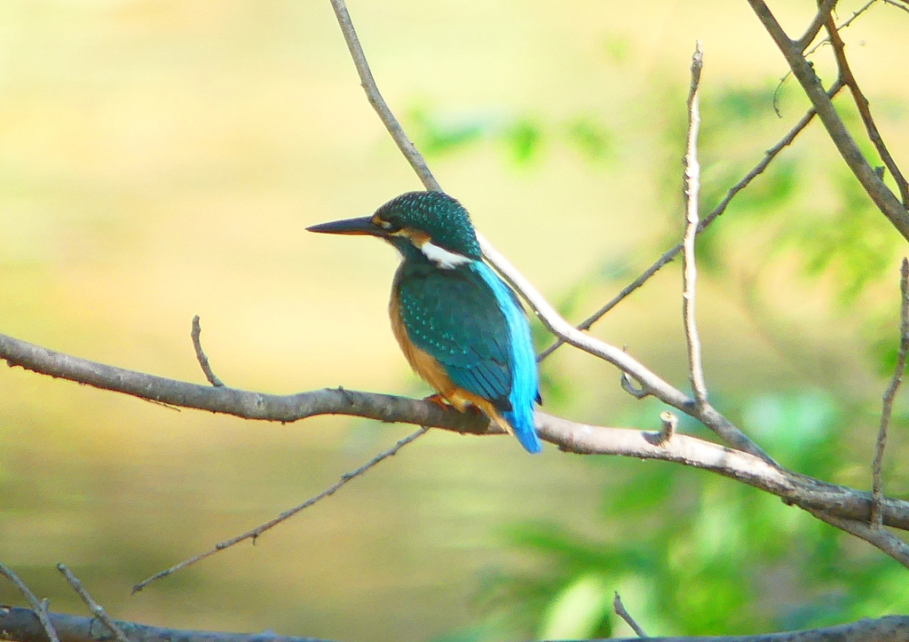 P1280054：カワセミ（メス）_R