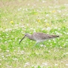 P4070373：チュウシャクシギ_R