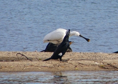 P1560768：ヘラサギ_R