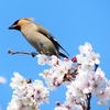 P3990194：桜にキレンジャク_R