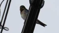 IMG_0258：ツバメ（幼鳥）-20_R