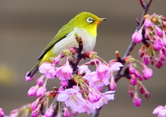P1870265：河津桜にメジロ_R
